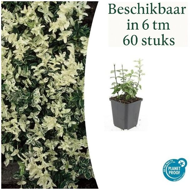 6 tot 60 Stuks Kardinaalmuts / Euonymus fortunei 'Harlequin', Blad Groen en Creme tot Witte tinten, Wintergroene Bodembedekker  - ↕10-25cm - Ø9cm