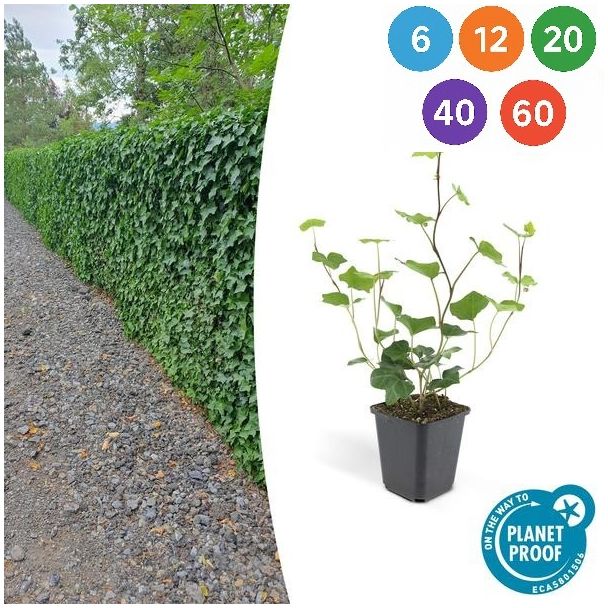 Hedera hibernica – Ierse klimop | Sterke groenblijvende haagplant | 6 t/m 60 stuks