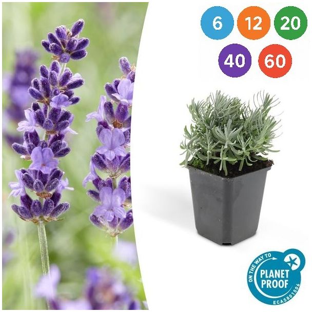 Lavendel Hidcote - Lavandula angustifolia ‘Hidcote’ ↕10-25cm - Ø9cm - 6 t/m 60 Stuks