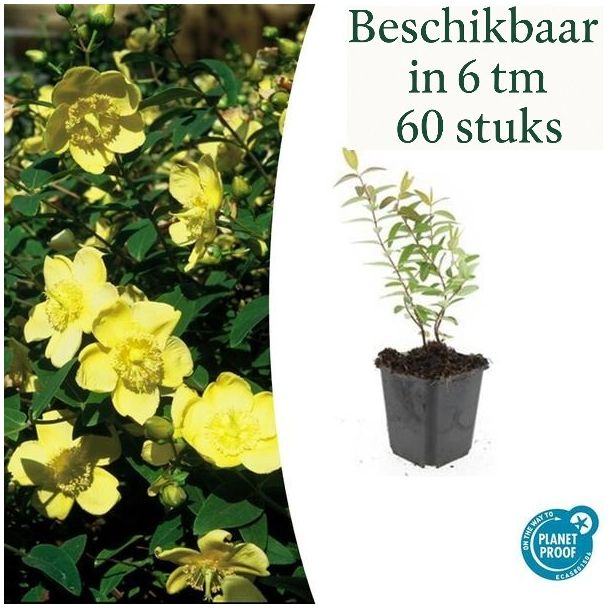 6 tot 60 Stuks Hershooi / Hypericum  Hidcote, Gele Bloemen  - ↕10-25cm - Ø9cm