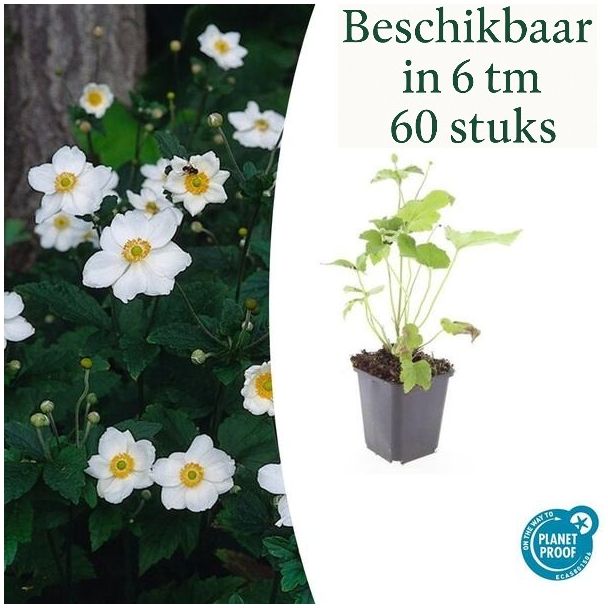 sets van 6 t/m 60 stuks Anemone hybrida 'Honorine Jobert' – Herfstanemoon
