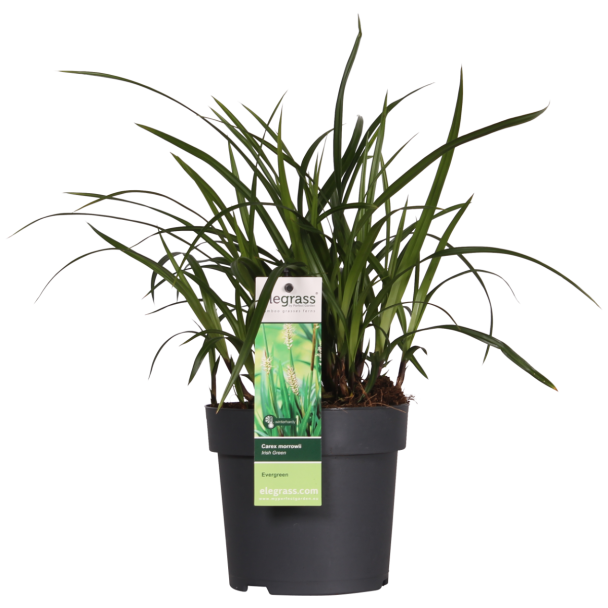 2 stuks Siergras, Struik, Kleur Groen,  Carex morrowii  Irish Green  - ↨30cm - Ø14