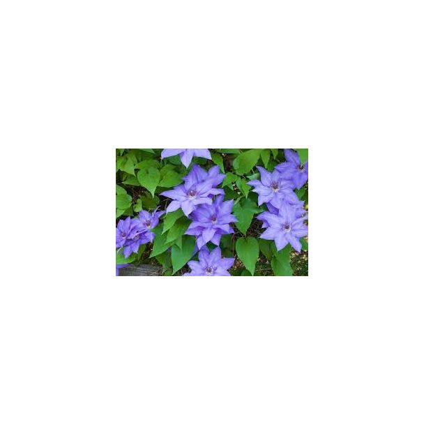 Clematis 'Jackmanii' in volle bloei met paarse bloemen