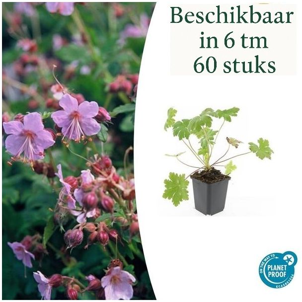 6 Stuks Ooievaarsbek / Geranium  macrorrhizum Ingwersen Variety,  licht Rose Bloemen, Winterhard - ↕10-25cm - Ø9cm