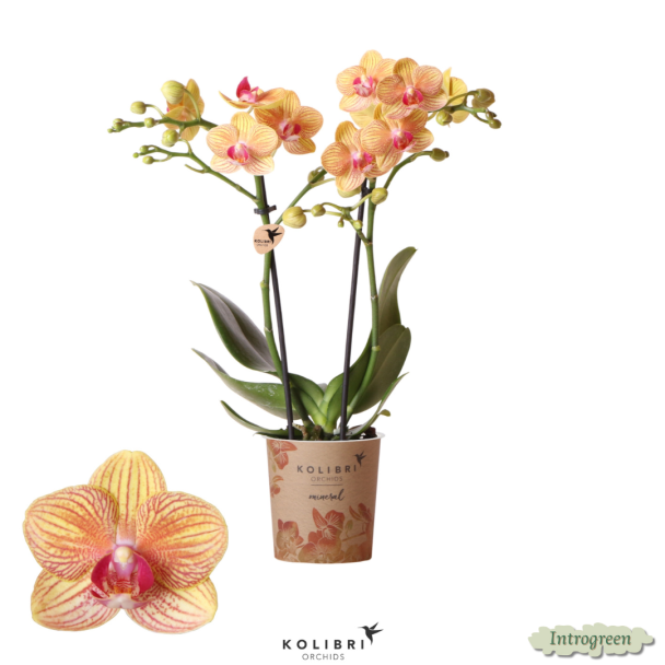 2 stuks Oranje Vlinderpracht:  Orchidee Jamaica,  Ø9cm Pot, Vlinderorchidee
