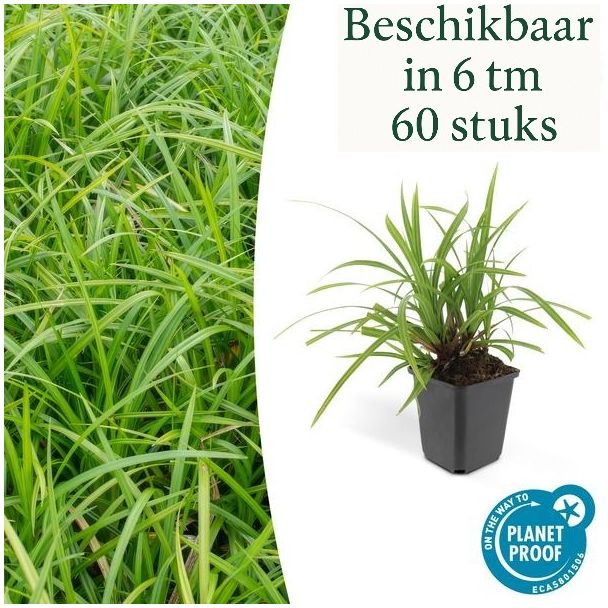 6 tot 60x Japanse zegge 'Irish Green'  Carex morrowii, onderhoudsvriendelijke buitenplant