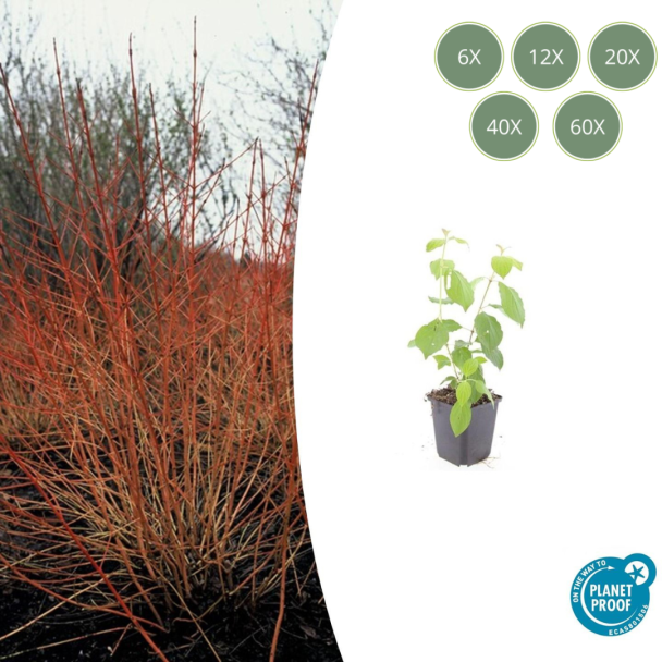 6 tot 60 Stuks Kornoelje 'Midwintervuur', Heester, s Winters mooie Rode Takken, Voorjaar Witte bloementjes, Donkerpaarse Besachtige vruchten, Cornus sang.  Midwinter Fire  - ↕10-25cm - Ø9cm