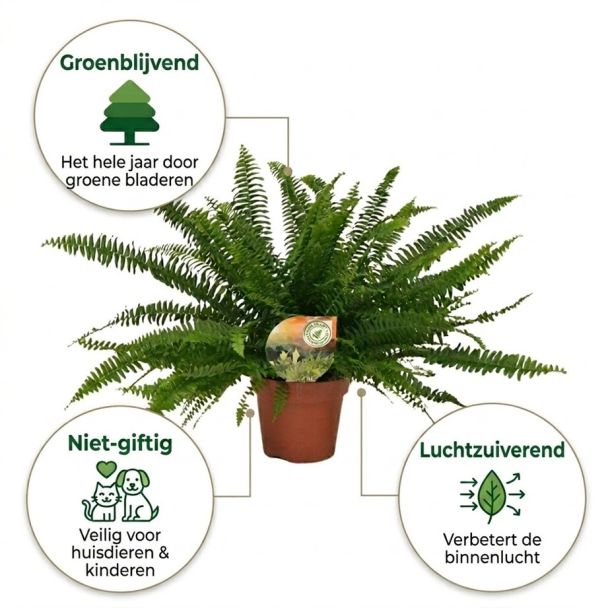 Krulvaren met eigenschappen