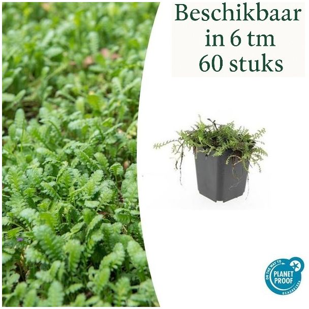 6 - 60 stuks Koperknoopje  of Leptinella squalida - Groenblijvende en laagblijvende tuinplanten