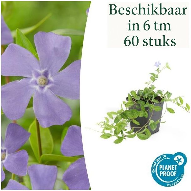 6 tot 60 Stuks Maagdenpalm / Vinca minor 'La Grave', Schaduwrijke Plant, Bloem kleur Helder Blauw-Paars - ↕10-25cm - Ø9cm