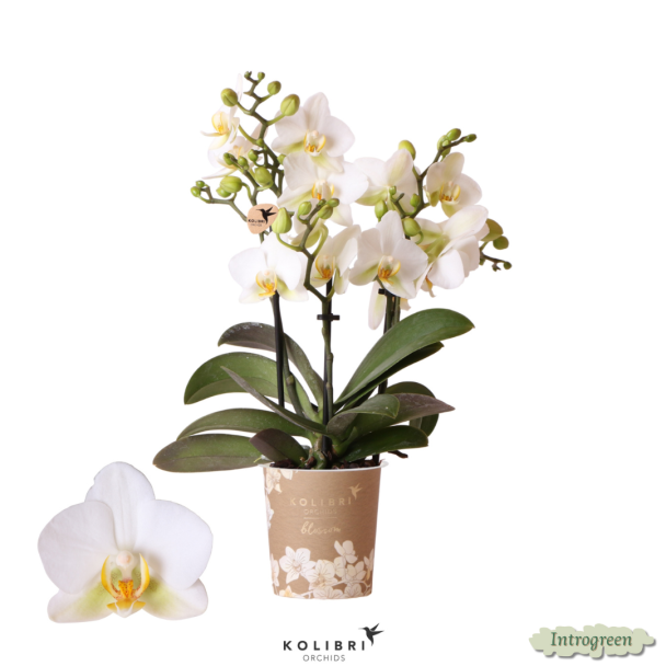 Vlinder Orchidee Lausanne, Kleur Wit, Bloeiende Kamerplant,  Phalaenopsis Orchideeën, Potmaat 12cm