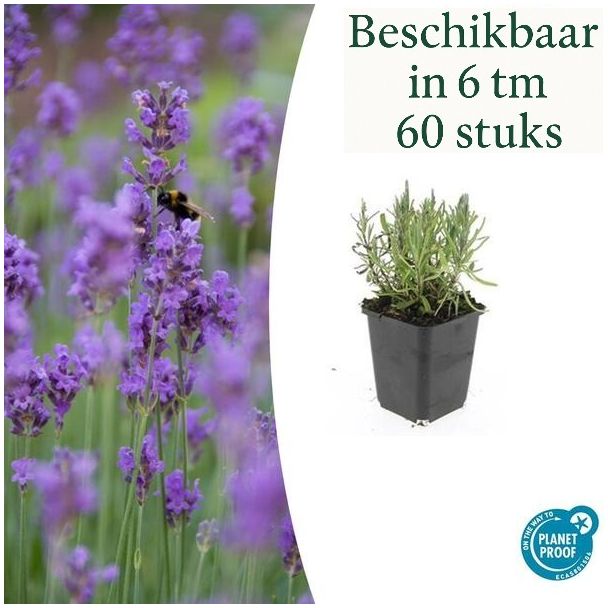 6 tot 60 Stuks Lavendel tuinplanten - Lavandula angustifolia 'Munstead' - ↕10-25cm - Ø9cm