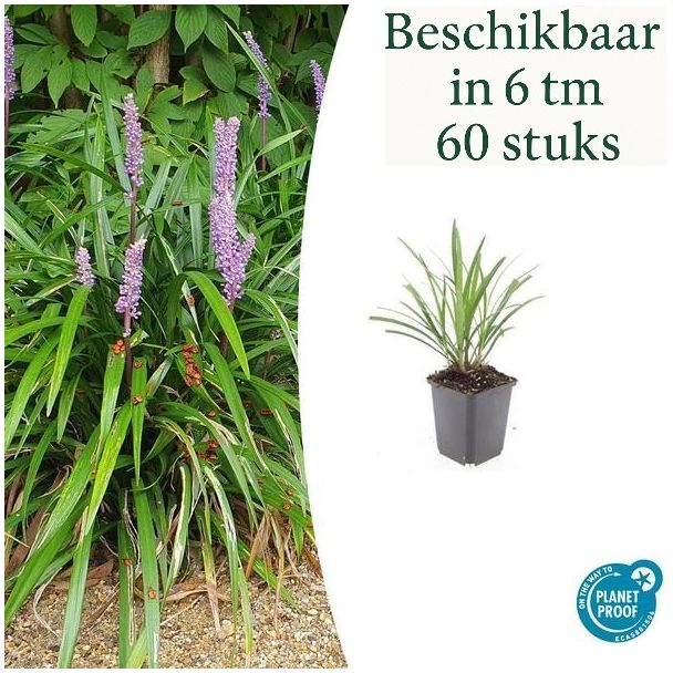6 tot 60 stuks Wintergroen Siergras  Liriope muscari 'Ingwersen' 