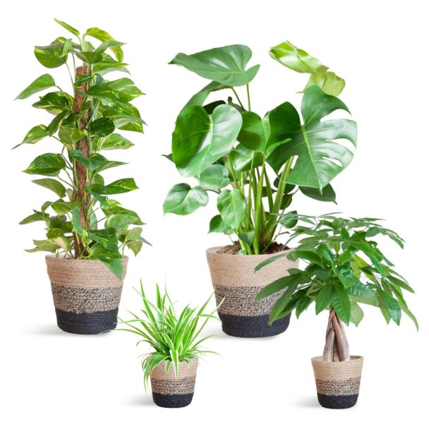 Plantenbox in Lissabon mand zwart-wit