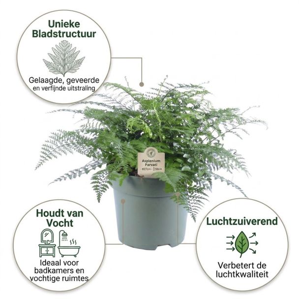 Asplenium Parvati voordelen