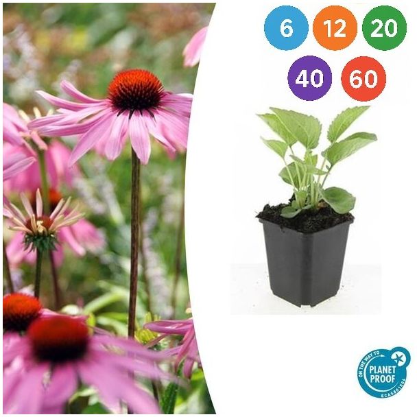 Echinacea purpurea 'Magnus' – Rode Zonnehoed met Felroze Bloemen – Ideaal voor Borders en Wilde Tuinen - 6 t/m 60 stuks