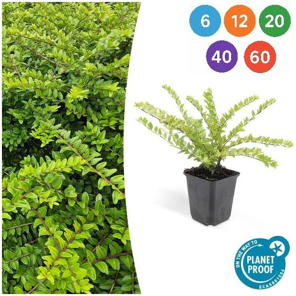 Lonicera nitida 'Maigrün' – Groenblijvende haagplant, sterk en snoeivriendelijk, 6 t/m 60 Stuks