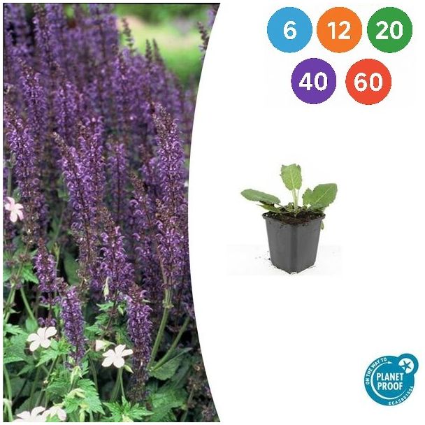 Salvia nemorosa 'Mainacht' – Bossalie met Blauwpaarse Bloei | 6–60 Planten