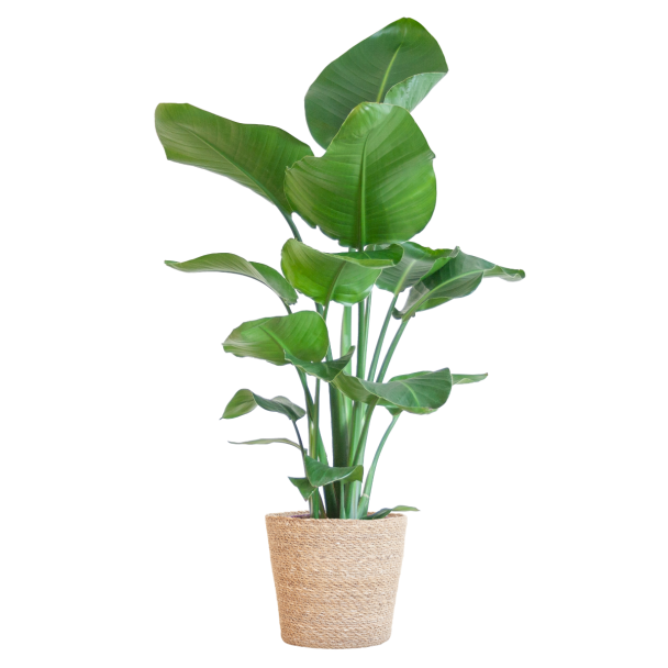 Strelitzia nicolai met Sofia mand naturel – 80 cm