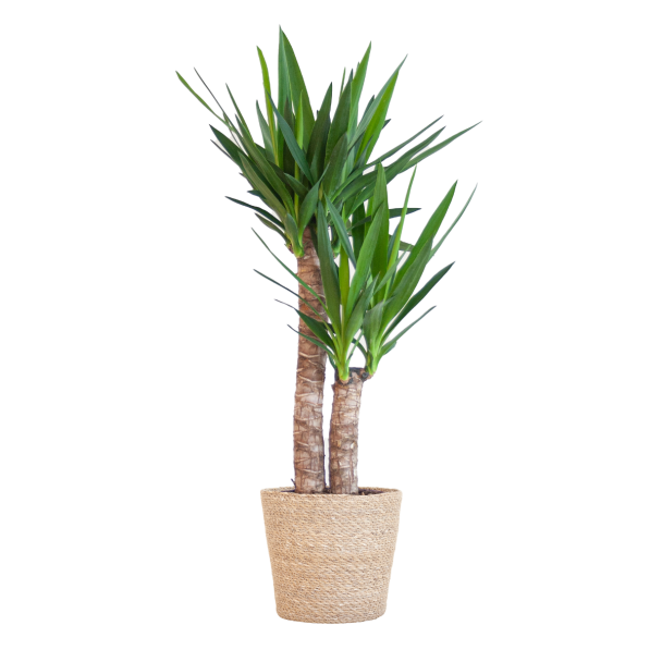 Yucca kamerplant in beige zeegras mand Sofia
