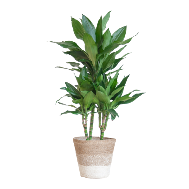 Dracaena Janet Lind met Lissabon mand wit