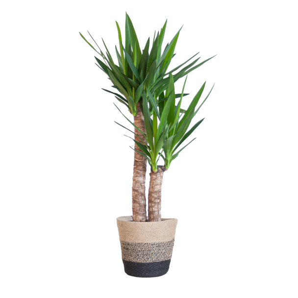 Yucca Palmlelie in zwarte jute plantenmand
