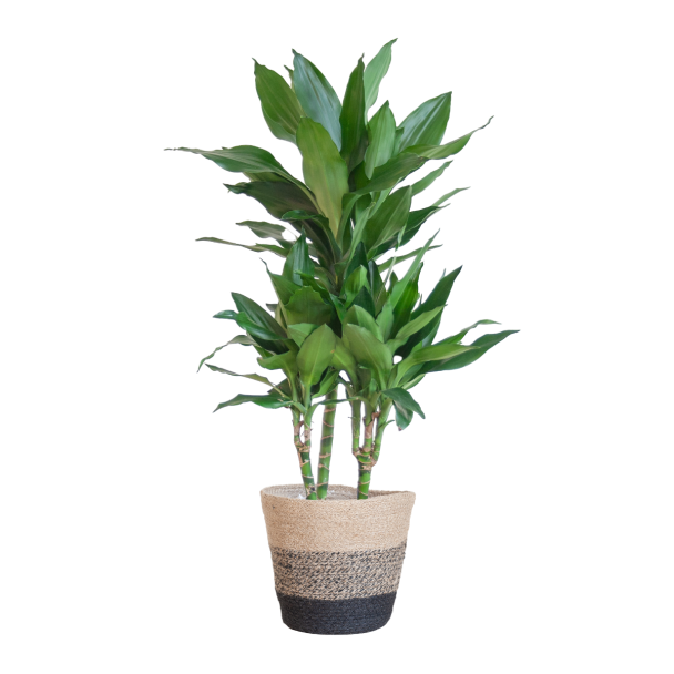 Dracaena Janet Lind met Lissabon mand zwart – 95 cm – Ø21