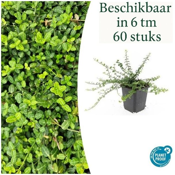 6  tot 60 Stuks Kardinaalmuts  'Minimus' / Euonymus fortunei, Sterke Wintergroene Bodembedekker  - ↕10-25cm - Ø9cm