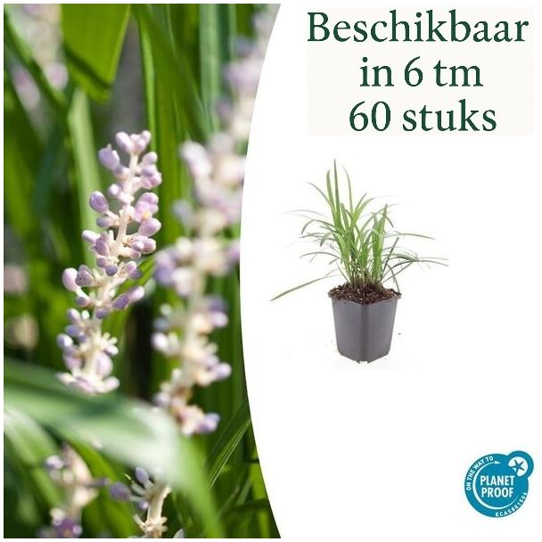 6 tot 60 stuks Liriope muscari 'Monroe White' - leliegras - bloeiend siergras - ↕10-25cm