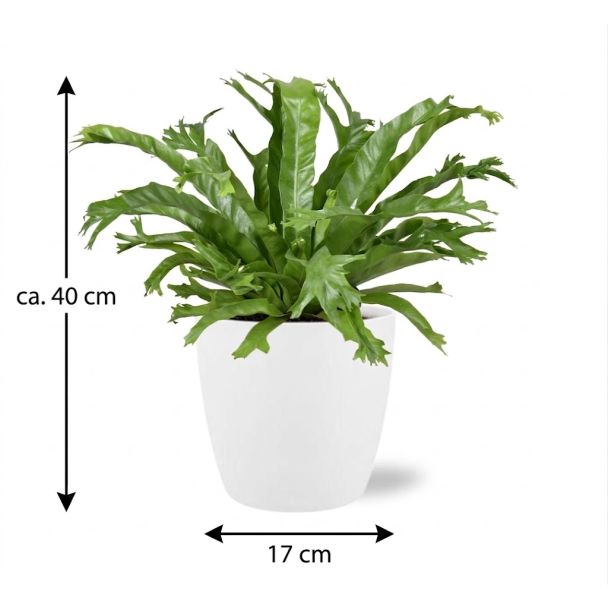 Nestvaren witte pot ca. 40 cm