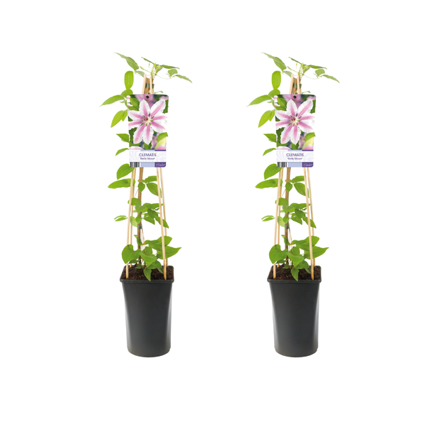 Twee Clematis 'Nelly Moser' planten naast elkaar in pot