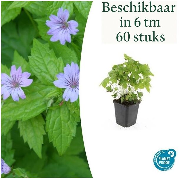 6 tot 60 Stuks Ooievaarsbek / Geranium Nodosum Lila Bloemen met donkere Aderen  - ↕10-25cm - Ø9cm