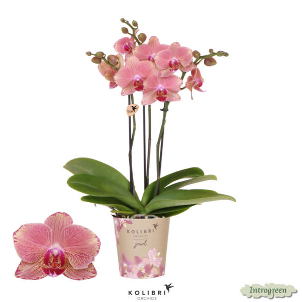 Bijzondere Vlinder Orchidee Jewel Pirate Picotee, Kleur roze tinten, Bloeiende Kamerplant,  Phalaenopsis Orchideeën, Potmaat 09cm