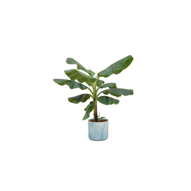 Bananenplant Musa 100 cm hoog met Elho Ocean Round Atlantisch blauw