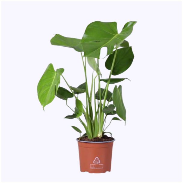 De Gatenplant, Groene Kamerplant, Tropisch, Monstera Deliciosa - Ø17cm - ↕60cm