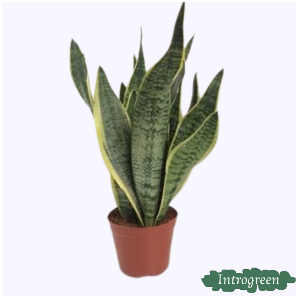 Slangenplant, Schoonmoederstong, Zwaardvormig Donkergroen Blad met strepen, Sansevieria Futura Superba - Ø14 ↕40