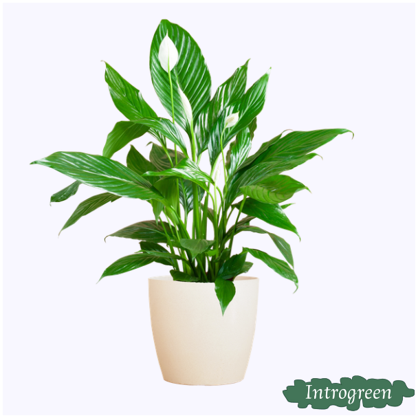 De Lepelplant of De VredesLelie, Bekend om zijn Witte Bloemen, Pathiphyllum met Mand Sofia naturel  - 80cm - Ø21
