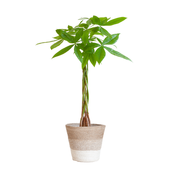 Geldboom, Pachira Aquatica met Mand Lissabon Wit, Ø21 80cm hoog