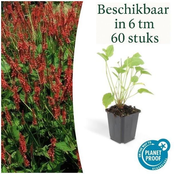 6 tot 60x Persicaria amplexicaulis – Rode duizendknoop – Sterke vaste plant – Pluimvormige bloei juli-september – Ø9 cm pot