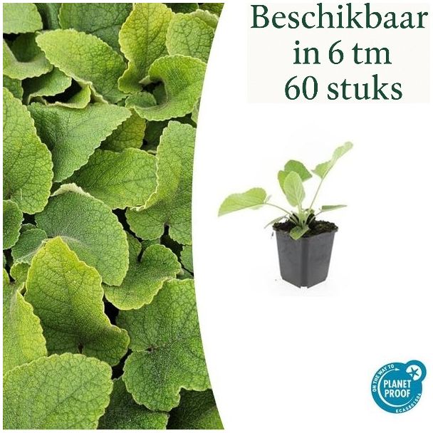 Phlomis russeliana – Brandkruid Groenblijvende Borderplant & Bodemdekker | Verkrijgbaar in 6, 12, 20, 40 & 60 Stuks