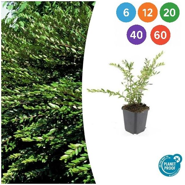 Lonicera pileata – Groenblijvende bodembedekker met sierwaarde - 6 t/m 60 stuks