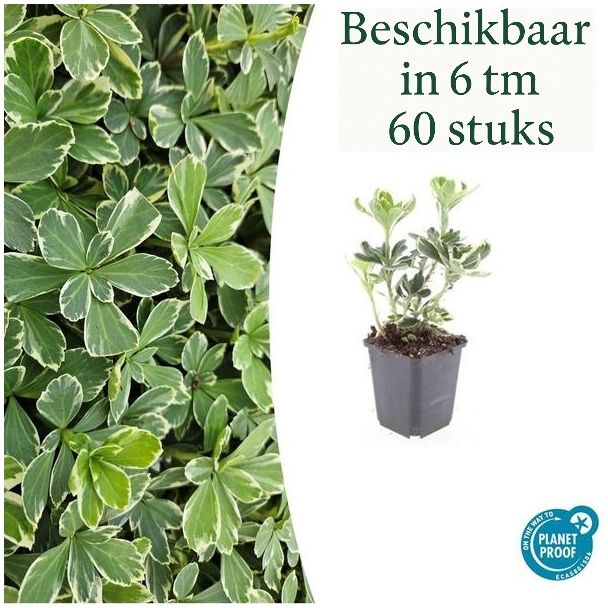 6 tot 60 stuks Dikkemanskruid  / Pachysandra terminalis 'Variegata' - Bodembedekkers schaduw -  ↕10-25cm | winterhard