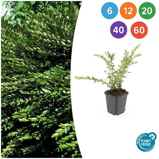 Lonicera pileata 'Purple Pearl' – Wintergroene bodembedekker met paars getinte bladeren - 6 - 60 stuks