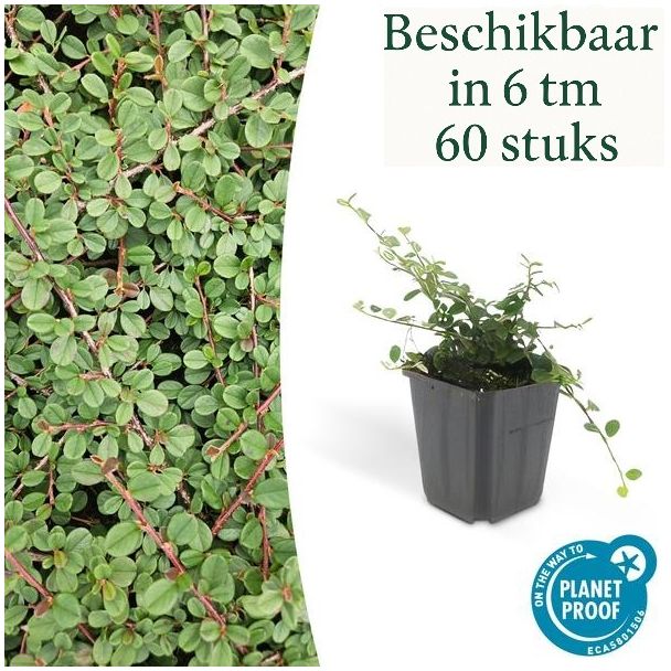 6 tot 60 Stuk Dwergmispels /  Cotoneaster prostratus Queen of Carpets, Veelzijdige Bodembedekker, Witte Bloementjes, Oranje/Rode Besjes in het Najaar  - ↕10-25cm - Ø9cm