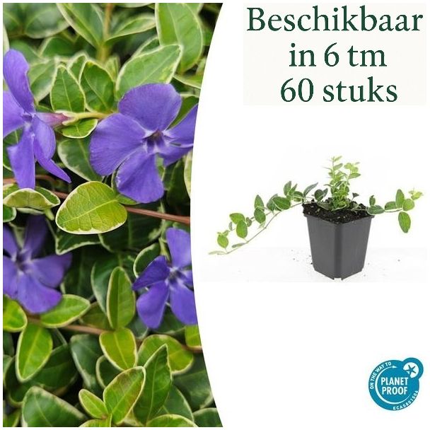 6 tot 60 Stuks Maagdenpalm / Vinca minor 'Ralph Shugert ', Lichtblauwe Stervormige Bloemen - ↕10-25cm - Ø9cm