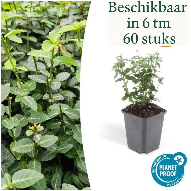 60 Stuks Kardinaalsmuts / Euonymus fortunei radicans, Klimplant, Bodembedekker, Groenblijvende Zeer Winterhard, ca ↕25cm - Ø9cm
