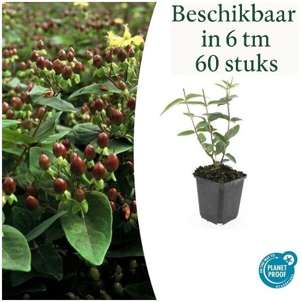 6 tot 60 Stuks Johanneskruid / Hypericum inodorum 'Rheingold', Hertshooi, Gele Bloemen en Sierlijke Bessen ↕10-25cm - Ø9cm