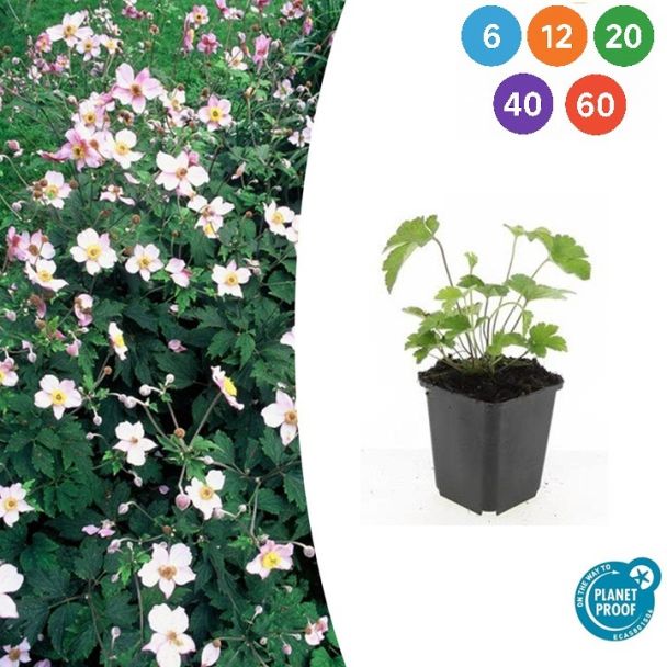 Anemone tomentosa 'Robustissima' – Robuuste vaste plant | Witte bloemen | 90-100 cm | Halfschaduw | Sets 6-60