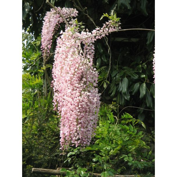 Wisteria floribunda Rosea met roze bloemtrossen in volle bloei
