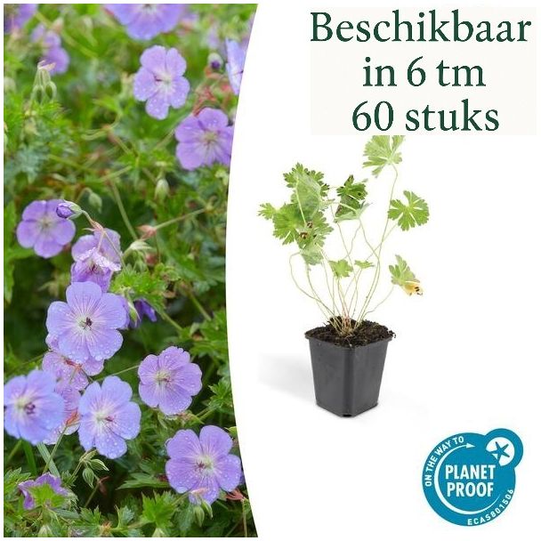 geranium rozanne